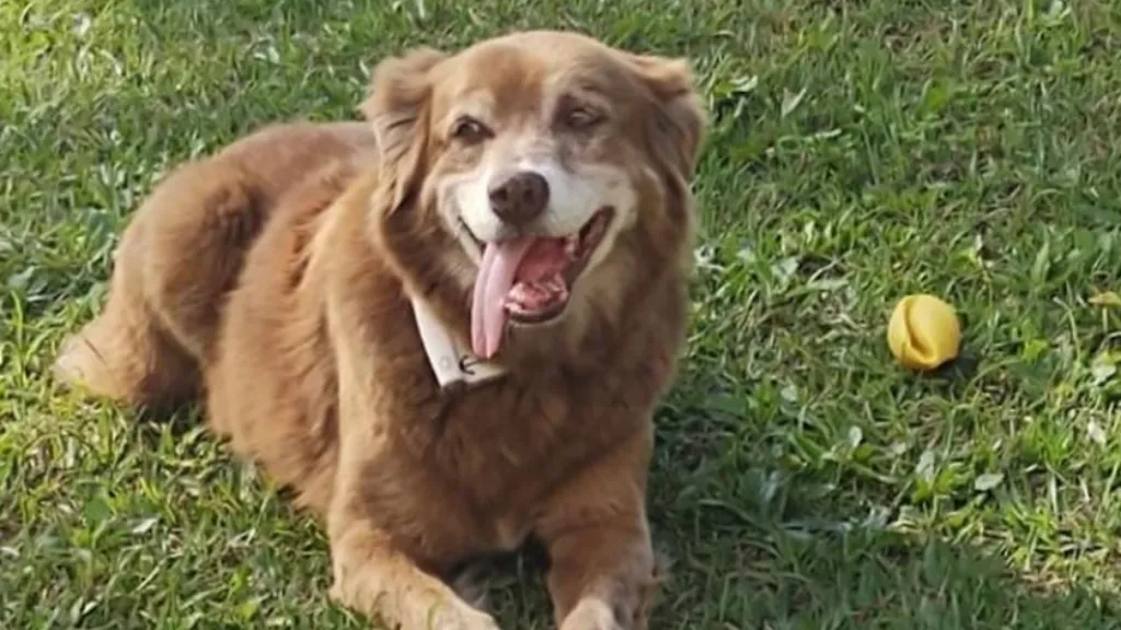 A dog with light brown fur sits on a patch of green grass with a yellow ball beside him