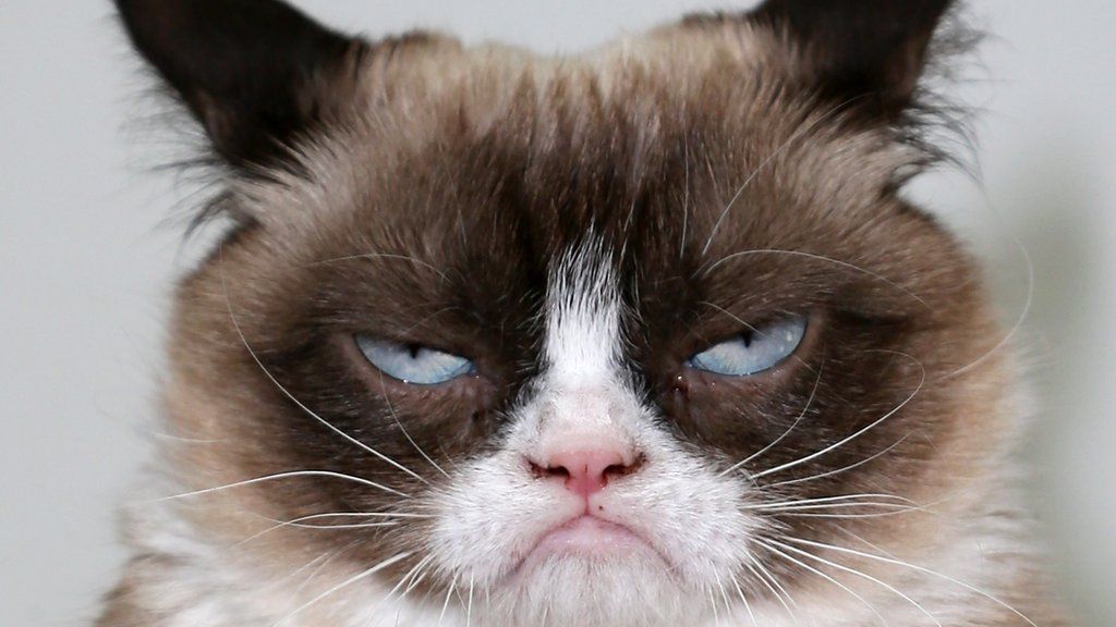 grumpy cat smile gif