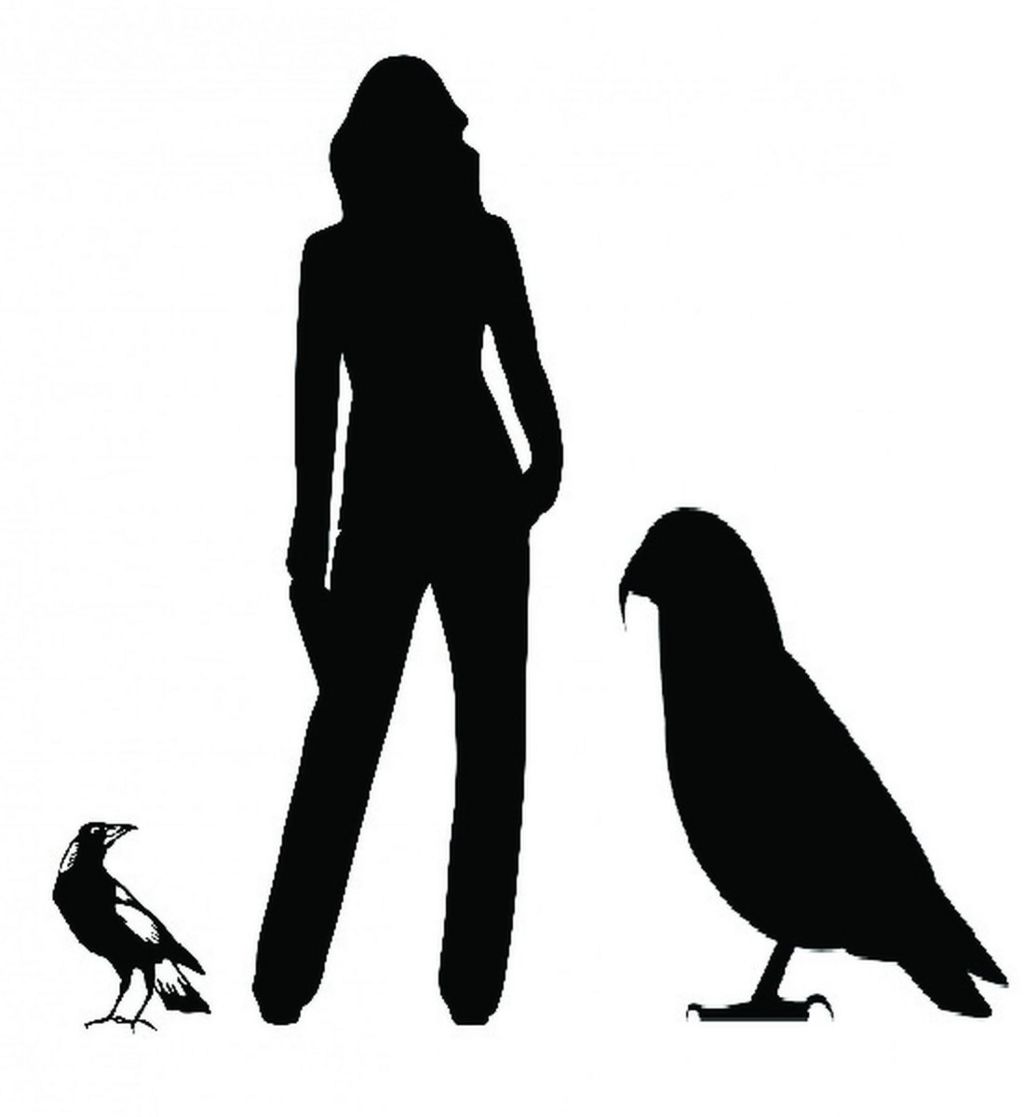 A graphic showing the size of the giant parrot in comparison to a human