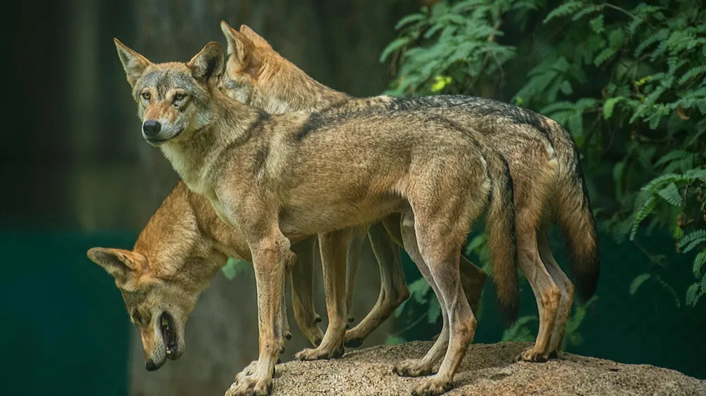 The child-killing wolves sparking panic in India