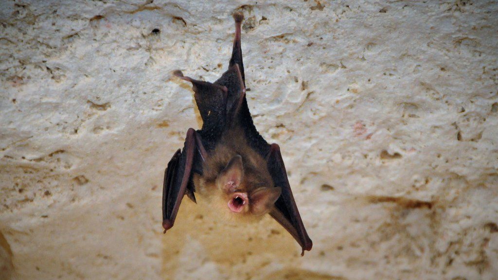 The Cuban greater funnel-eared bat (Natalus primus)