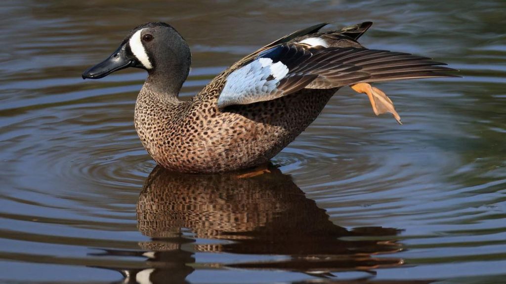 A blue-winged teal duck