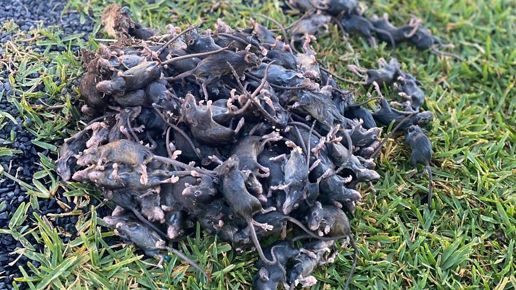 Pile of dead mice