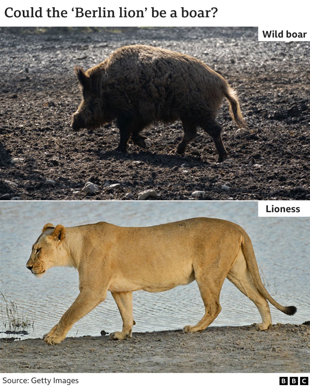 File photos of a wild boar (top) and a lioness