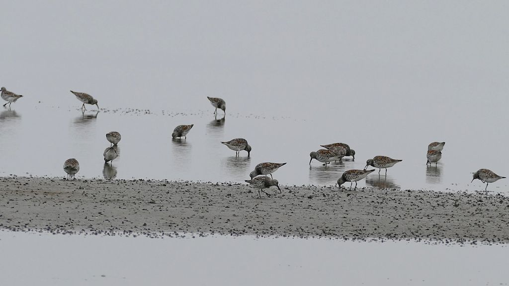 The endangered Great knot, in search of the small clams, North Korea