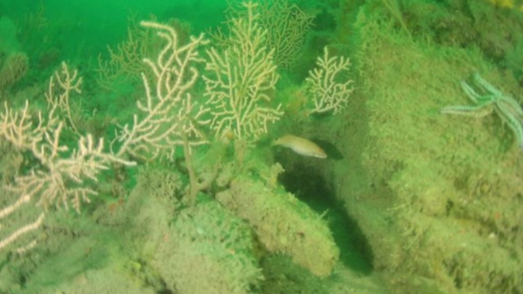 Diving to explore England's coastal wildlife - BBC News