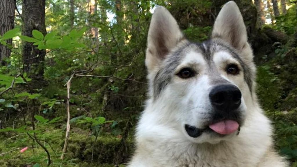 tamaskan service dog