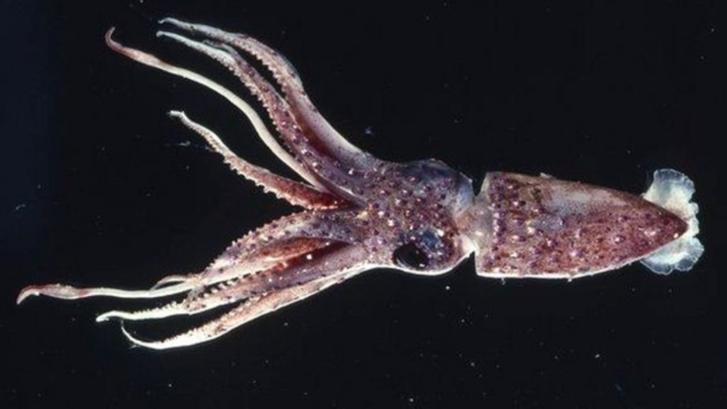 The fabric that mends itself inspired by squids - BBC Newsround