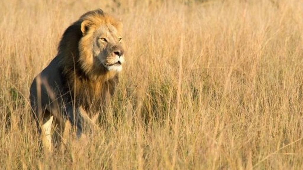 Xanda, son of Cecil the lion, 'killed by hunter' in Zimbabwe
