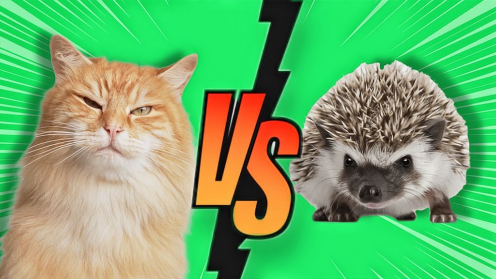 Cat vs hedgehog