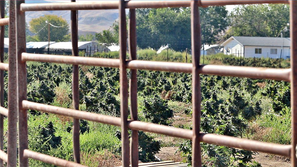 Booming cannabis plants at a farm in Shiprock, New Mexico last summer