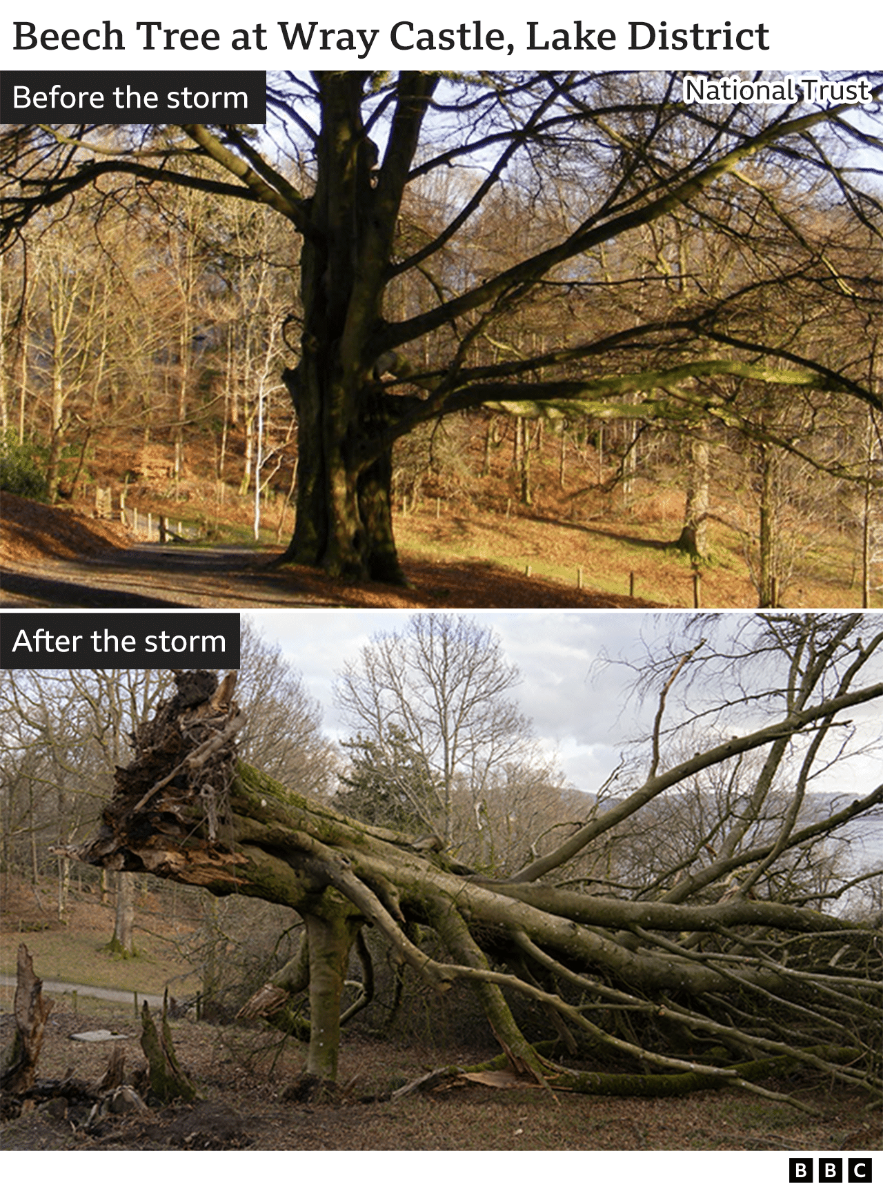 Beech Tree at Wray Castle, Lake District before and after the storm