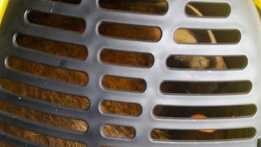 Badger found in cage inside car boot in Salford