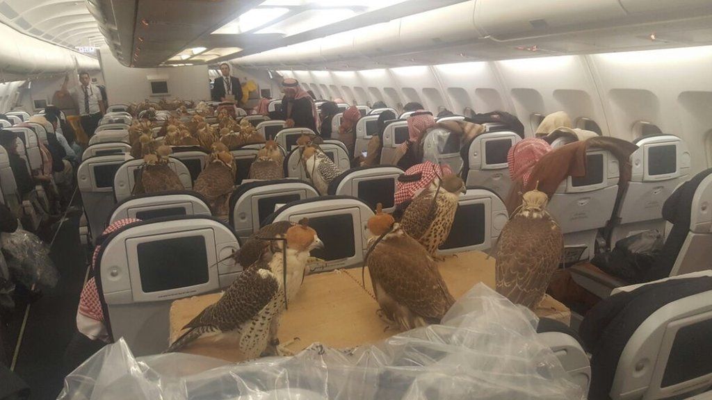 Falcons on board a Middle East airliner
