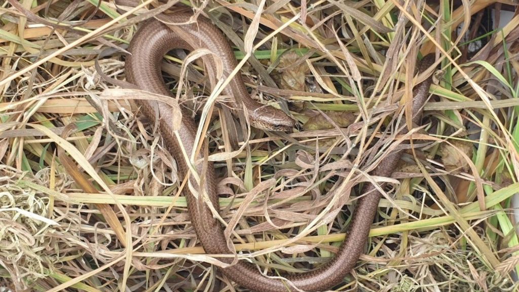 Slow worm