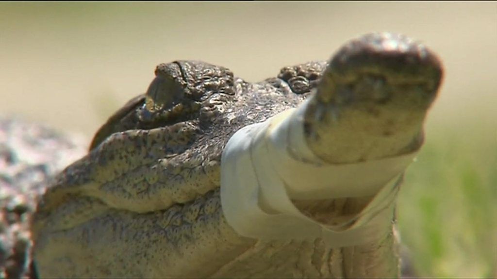 Close up of a crocodile caught in Melbourne on Christmas Day