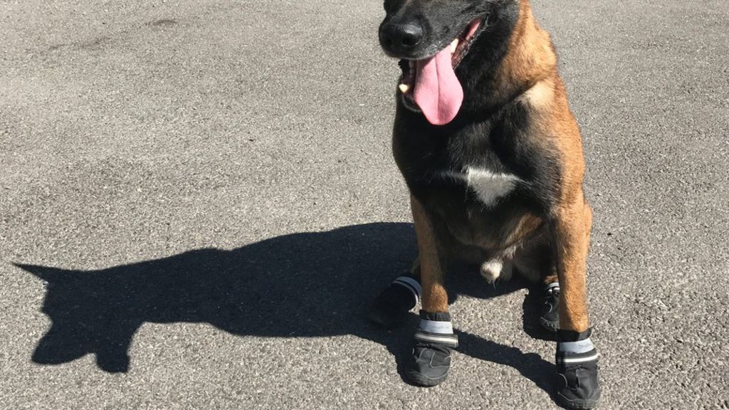 police dog booties