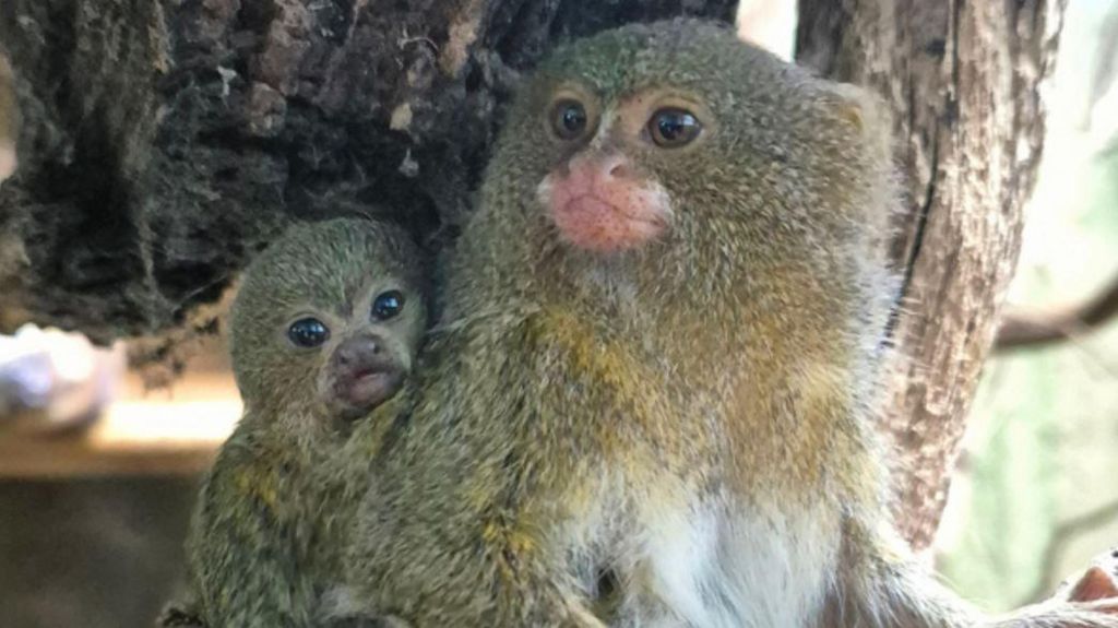 Pygmy monkey at its mother