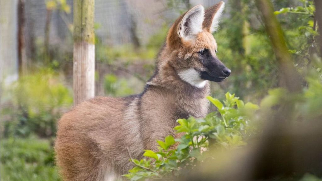 Lua, a reddish-brown maned wolf, standing up