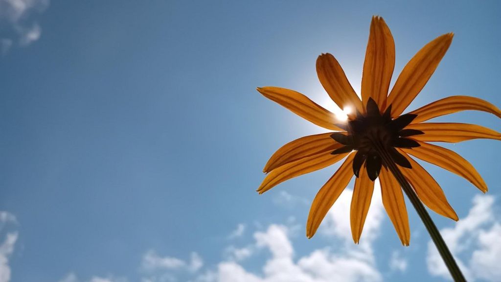 Bright blue sky with the sun shaded behind an orange flower