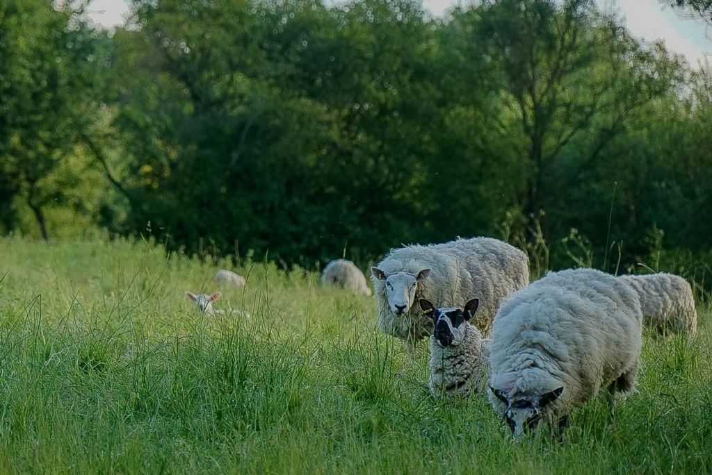 Nuneaton sheep