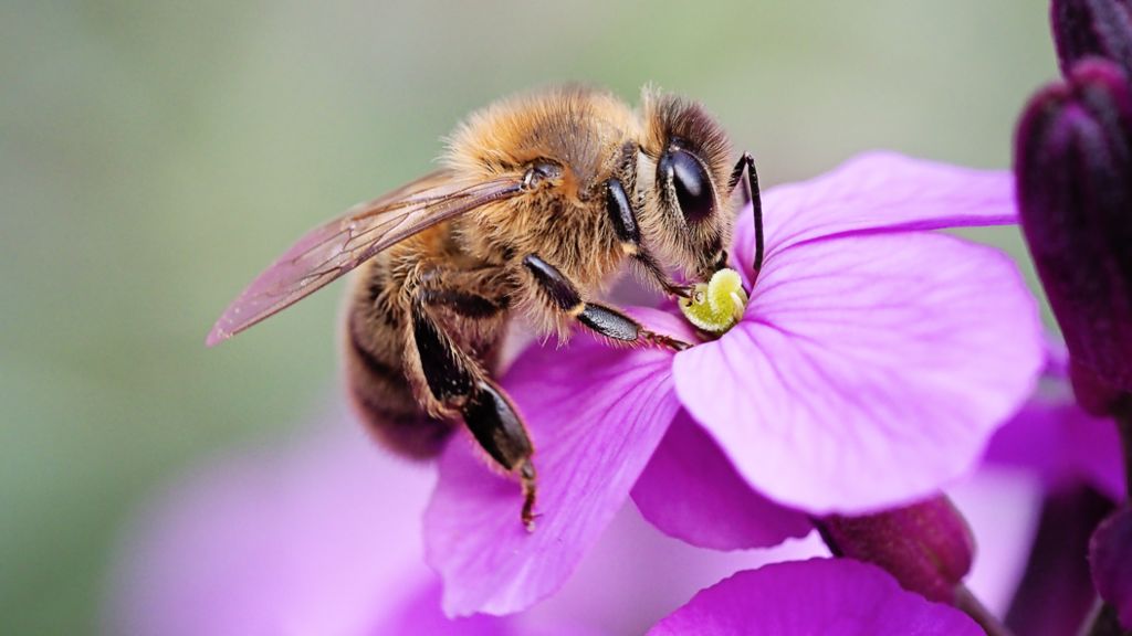 A bee pollinating a flower