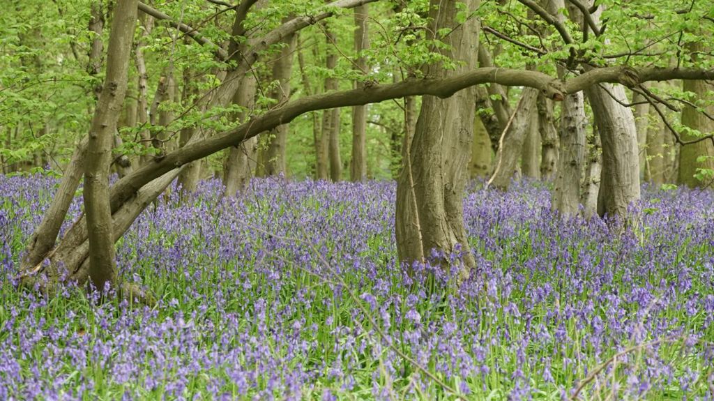 Bluebells in Astonbury Woods, near Stevenage, Hertfordshire