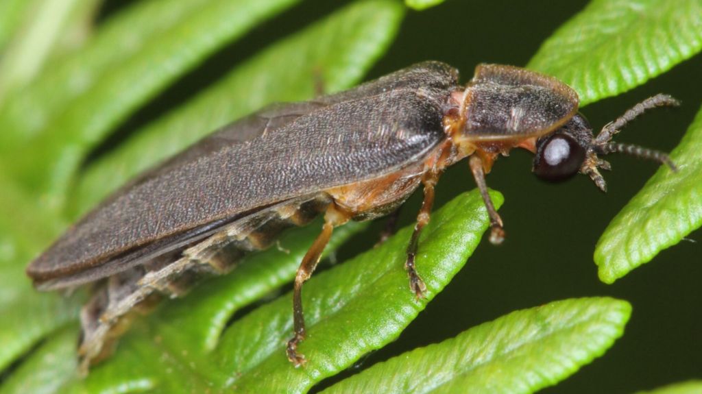 A close up of an adult glow worm on green leaf. A brown beetle with six legs and long body. 