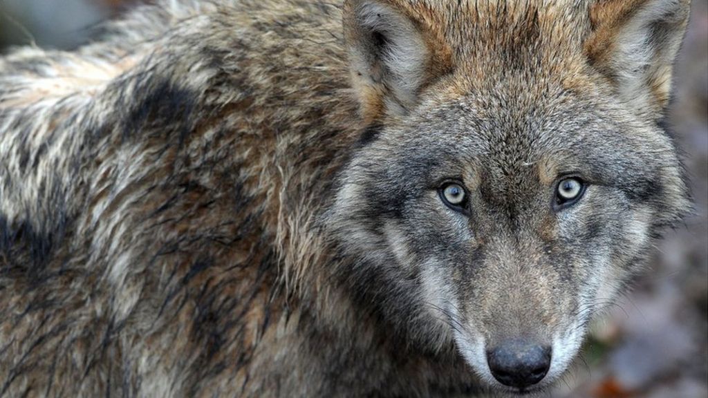 Russia children 'face wolf attacks' on walk to school - BBC News