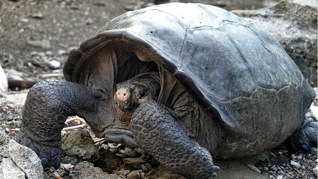 First giant Galapagos tortoises born at Crocodiles of the World - BBC News