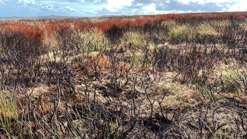 Scene of burned peatland