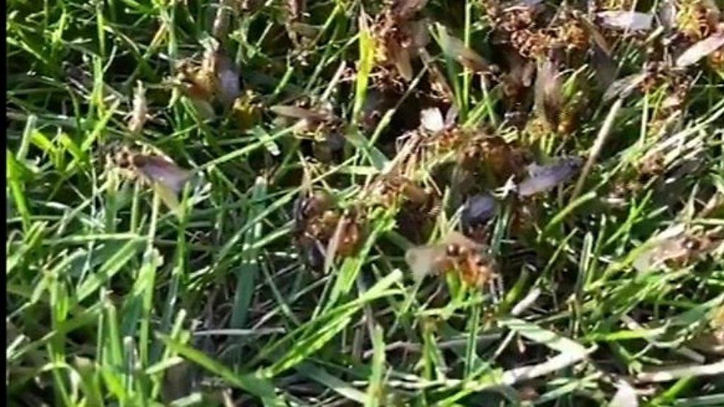 Flying ant day BBC Newsround