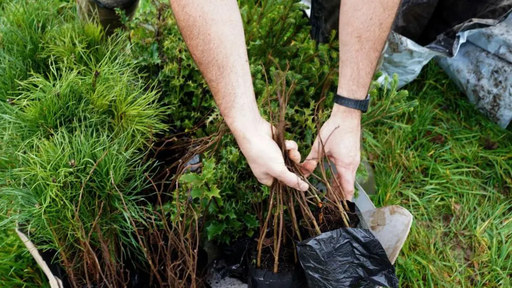 A person outdoors handling young tree saplings. Their hands are lifting bundles of thin seedlings from bags on the grass, alongside other small potted plants, against a grassy backdrop.