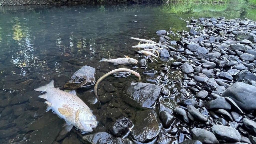 Dead fish among pebbles in river
