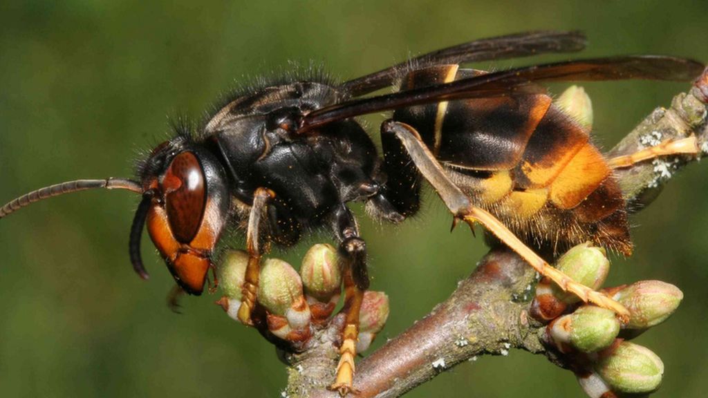 Record number of Asian hornets found so far in Jersey - BBC News
