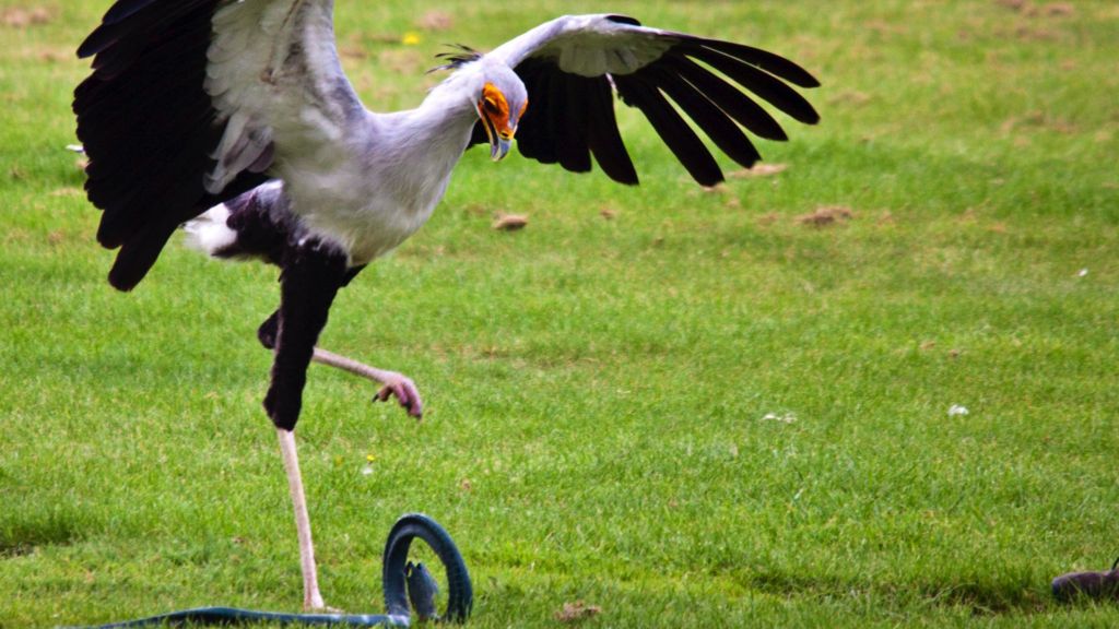 Lanky bird's killer kick quantified - BBC News