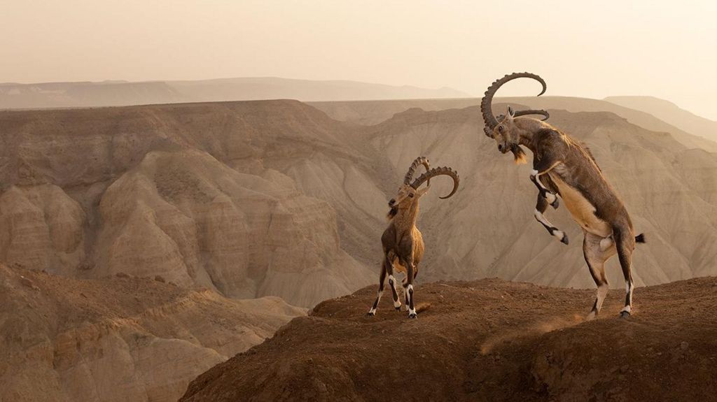 Two Nubian ibexes on the top of a dusty canyon