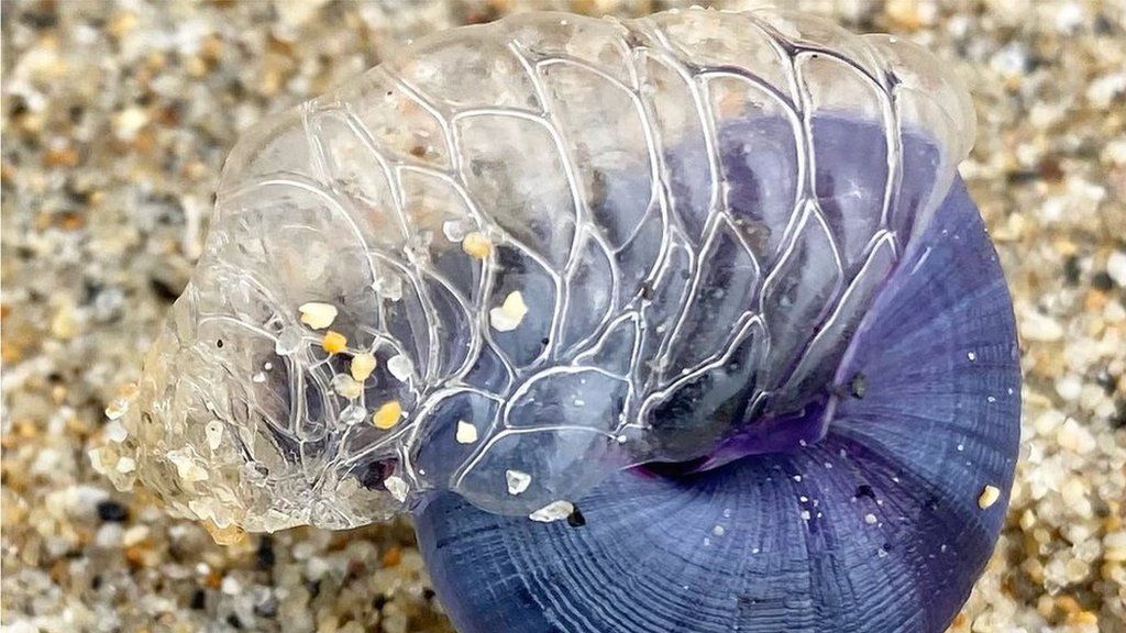 Violet sea snail with 'bubble raft'