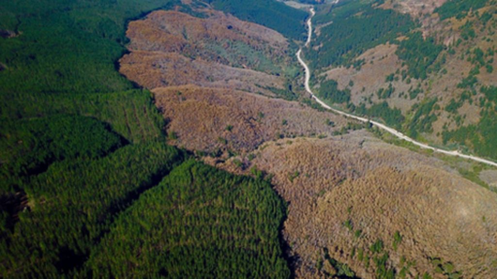 Climate change Planting new forests 'can do more harm than good' BBC
