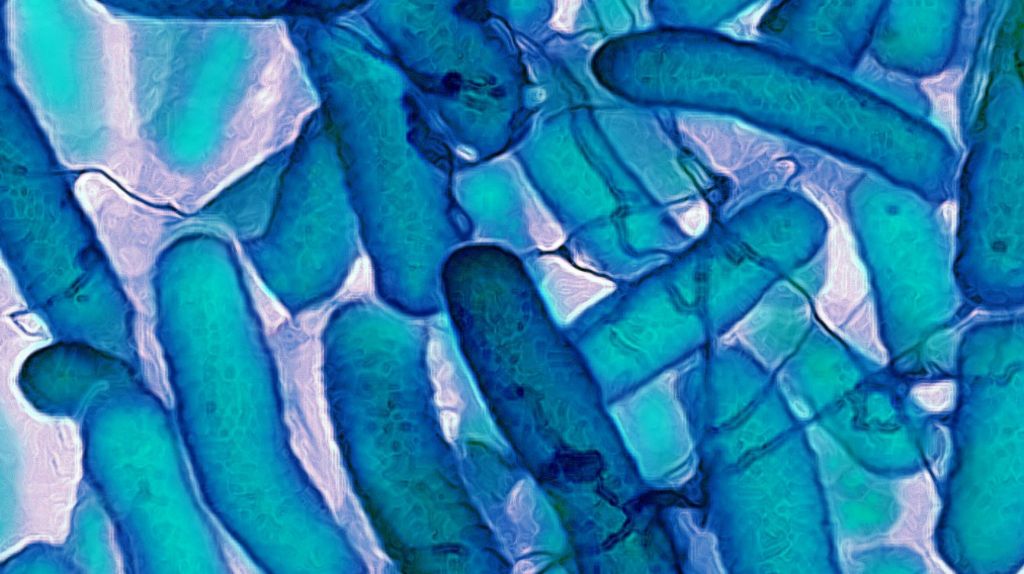 A close-up of E. coli bacteria through a microscope