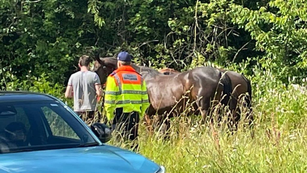 Three horses by the side of a road