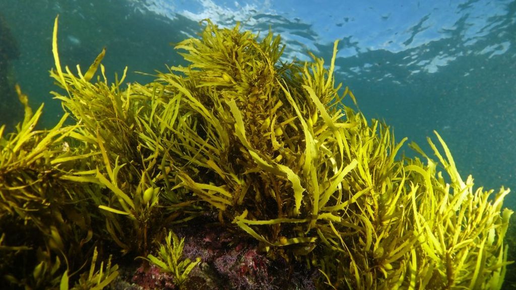 'Underwater Christmas trees' help restore key habitat - BBC News