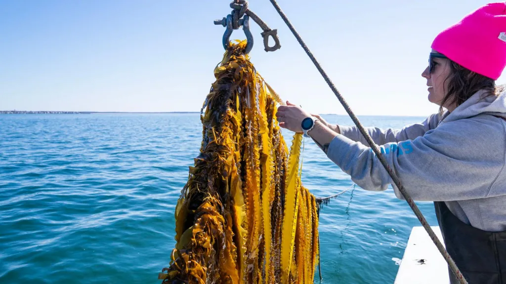 Kelp farmer Suzie Flores bringing in seaweed hauled from the ocean