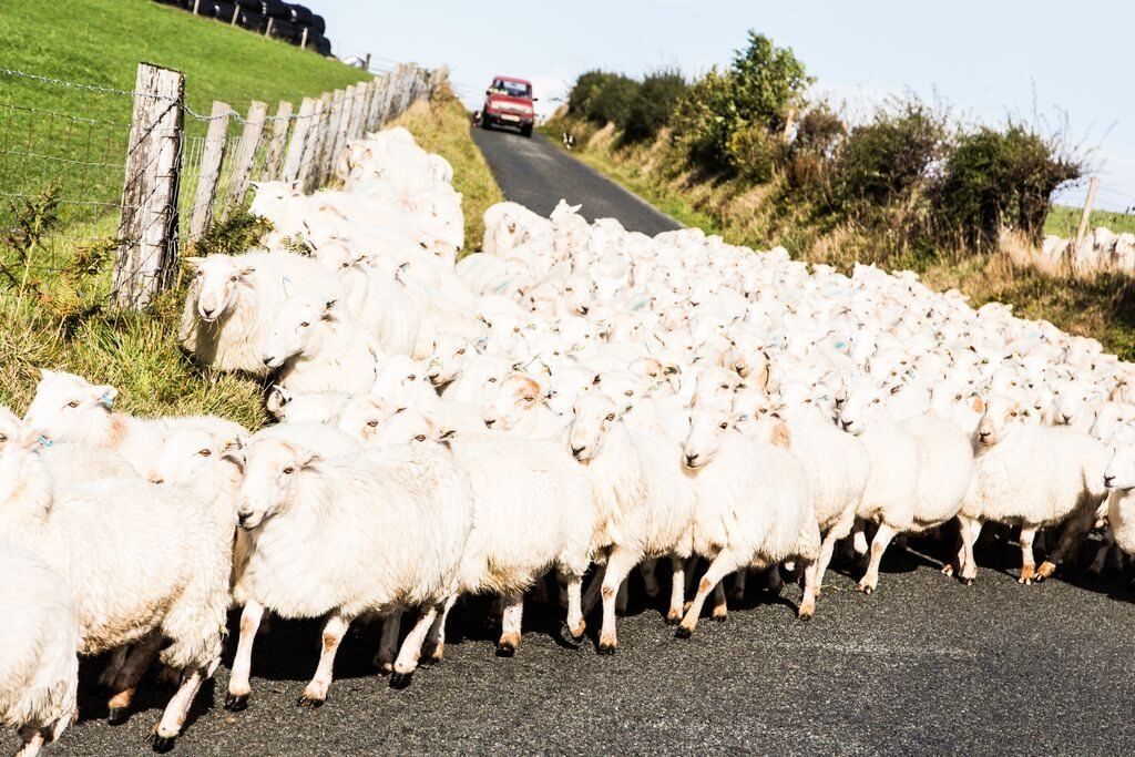 Gobeithio nad ydych chi ar frys! // Its yet aniother North Wales road flock!