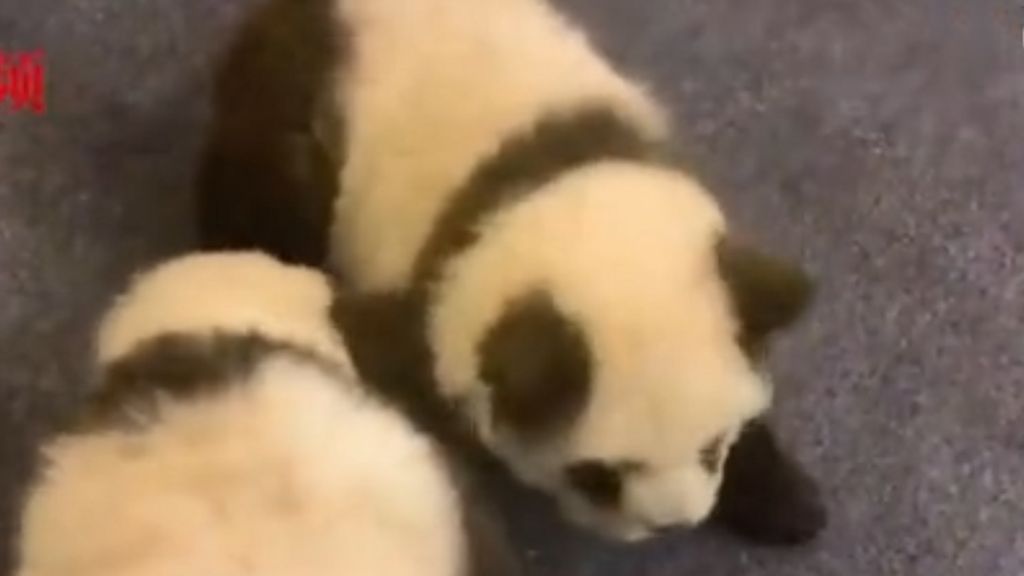 Chinese Panda Pet Cafe Raises Eyebrows Bbc News - panda king roblox