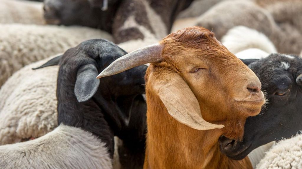 A brown goat among sheep.