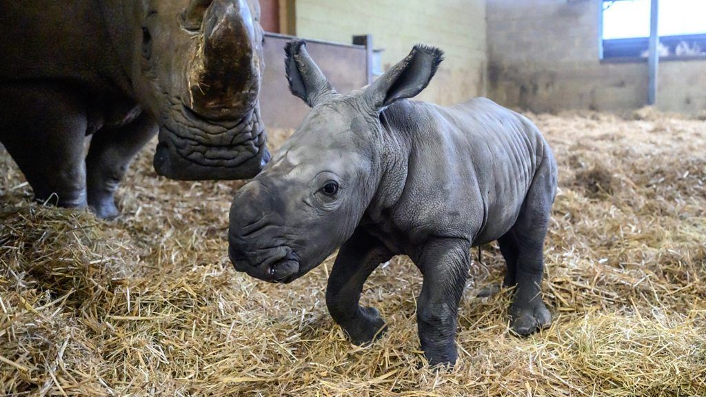 The one-week-old southern white rhino calf born at Whipsnade Zoo