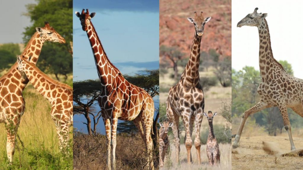 Study reveals there are four types of giraffe - BBC Newsround