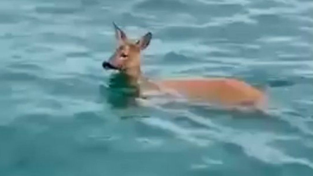 Deer swimming