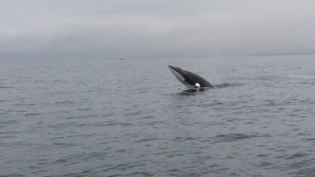 Having a whale of a time in the Irish Sea